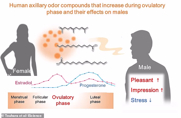 Analyses Linked To Changes In Odour Compound Is As A Result Of Fluctuation In Hormone Concentrations