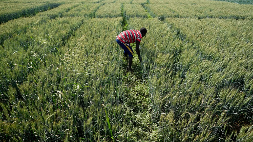 Large Expanse Of Land Utilized For Farming In The Northern Nigeria Photocredit Gettyimage 1