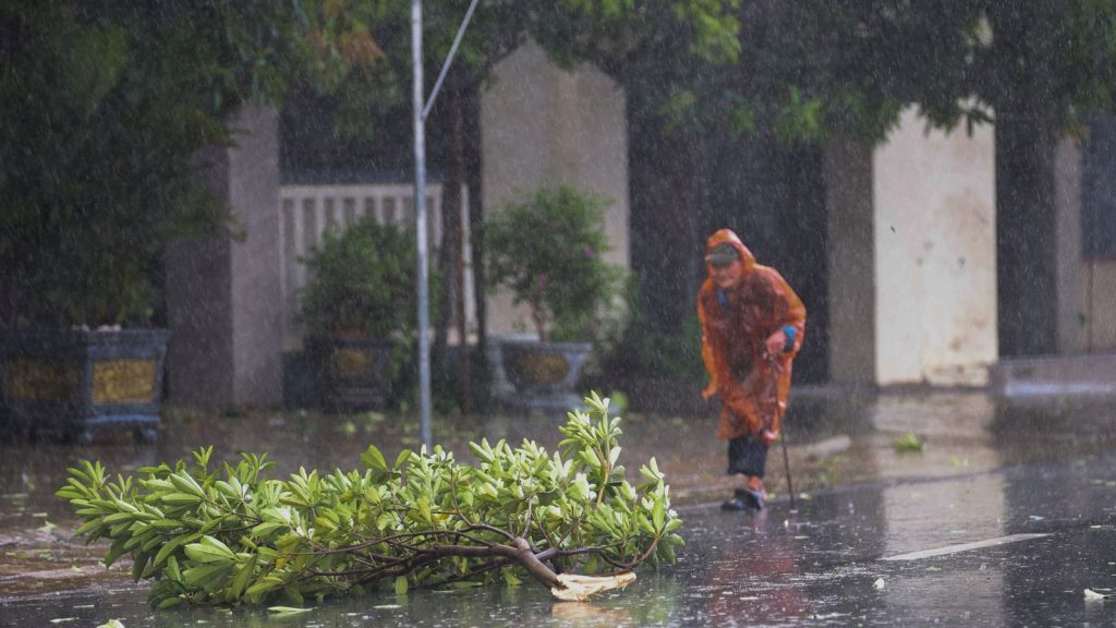 An Old Woman Walks By A Fallen Tree During Typhoon In Nghe An Province Vietnam Photocredit Reuters