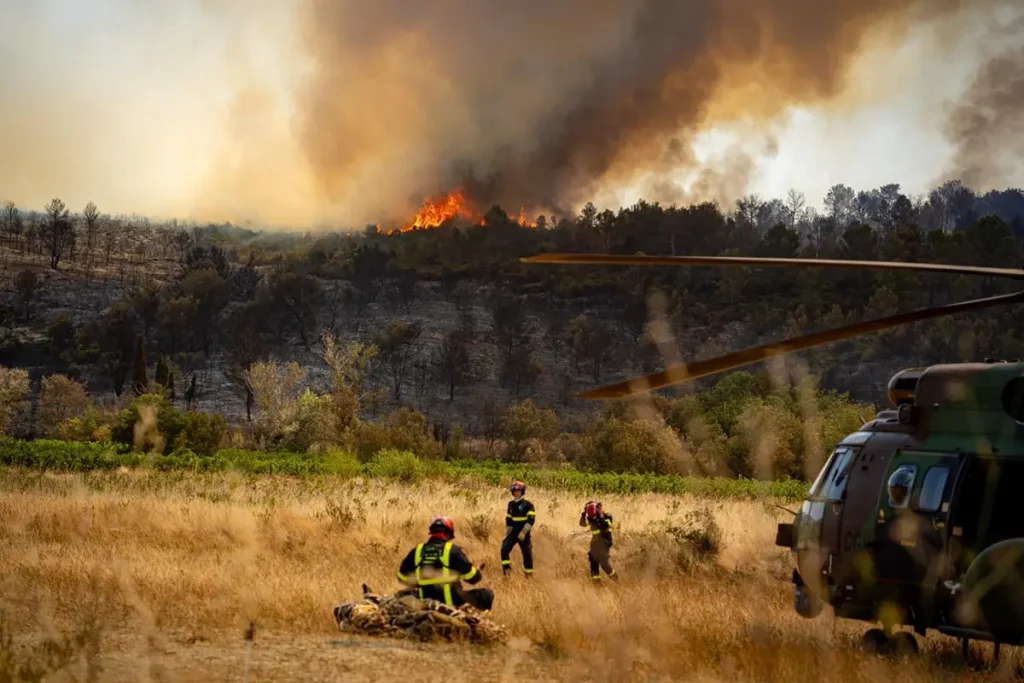 The Affected Forest Areas Were Complete Burnt