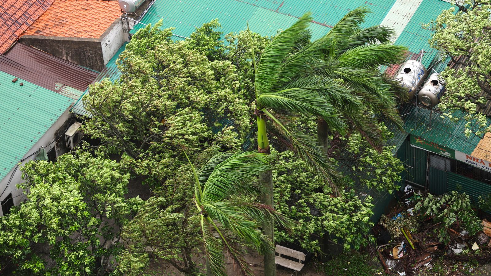 Trees Were Blown Down As Typhoon Kajiki Reaches Vietnam