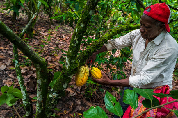 Farmer Trying To Harvest His Cocoa