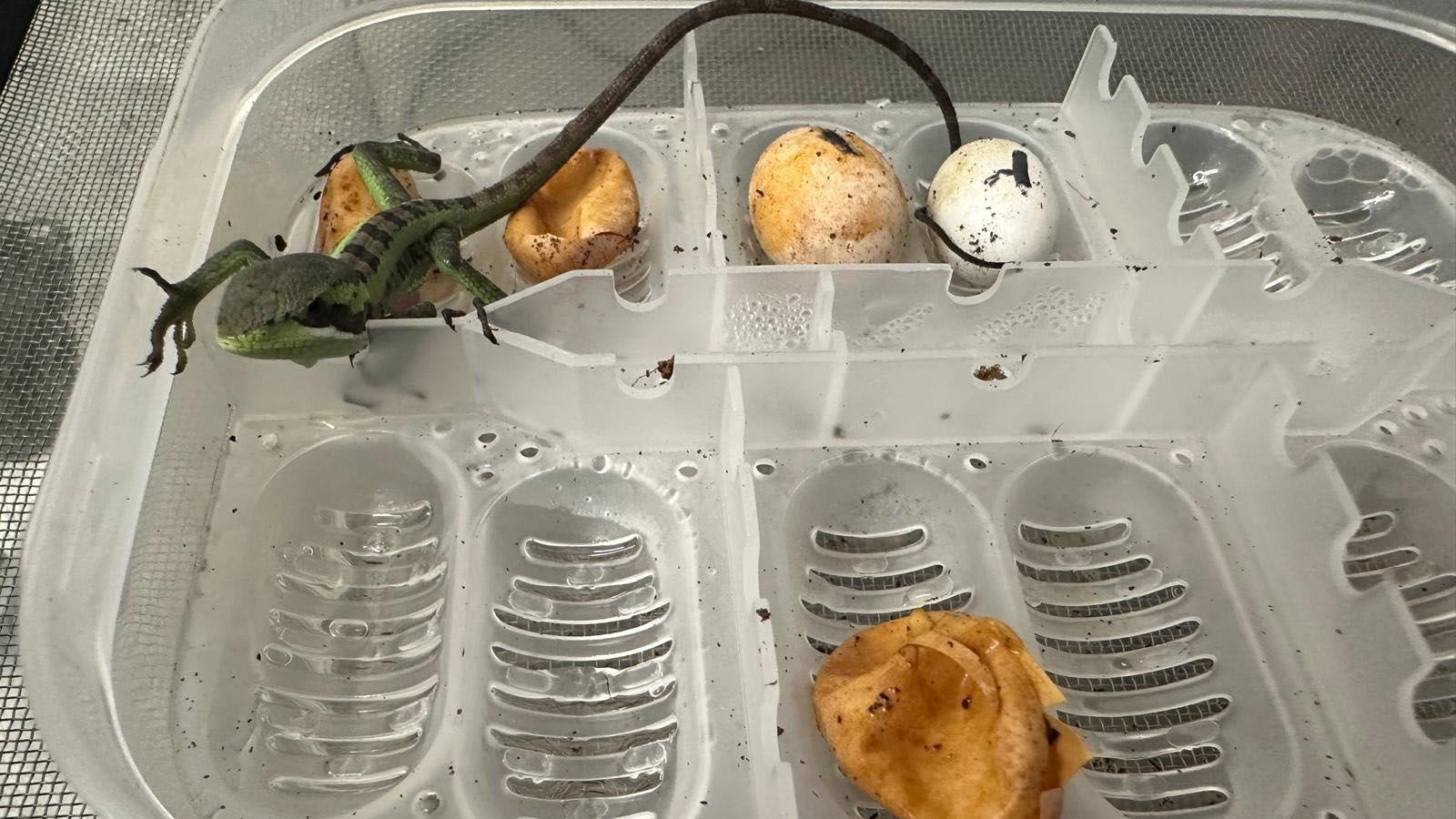 The Lizard Crawling In The Midst Of Its Eggs