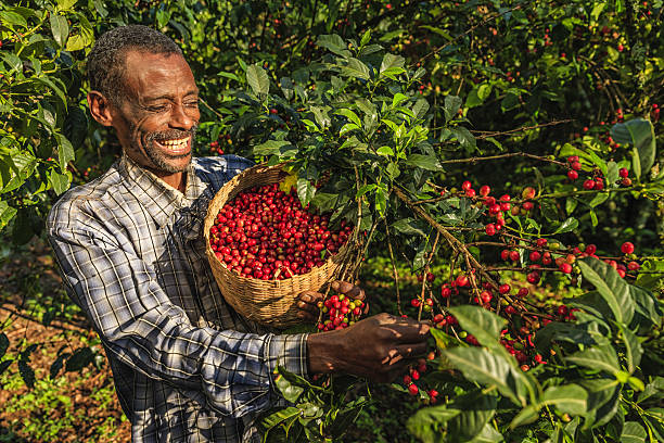Ethipian Farmer Harvesting Coffee From His Farm