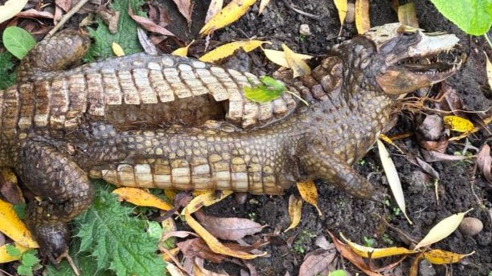The Dead Crockodile Spotted By A Member Of The Public
