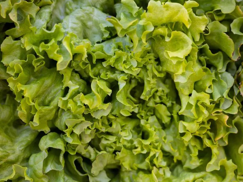 Lettuce Captured As Representing Image Webp